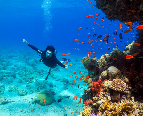 Ace Diving near a Coral Reef, Eilat, Israel