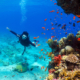 Ace Diving near a Coral Reef, Eilat, Israel