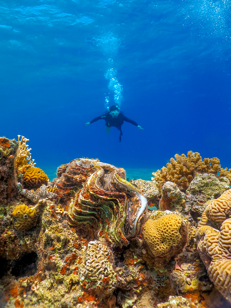 Ace Near Beautiful Corals, Eilat, Israel