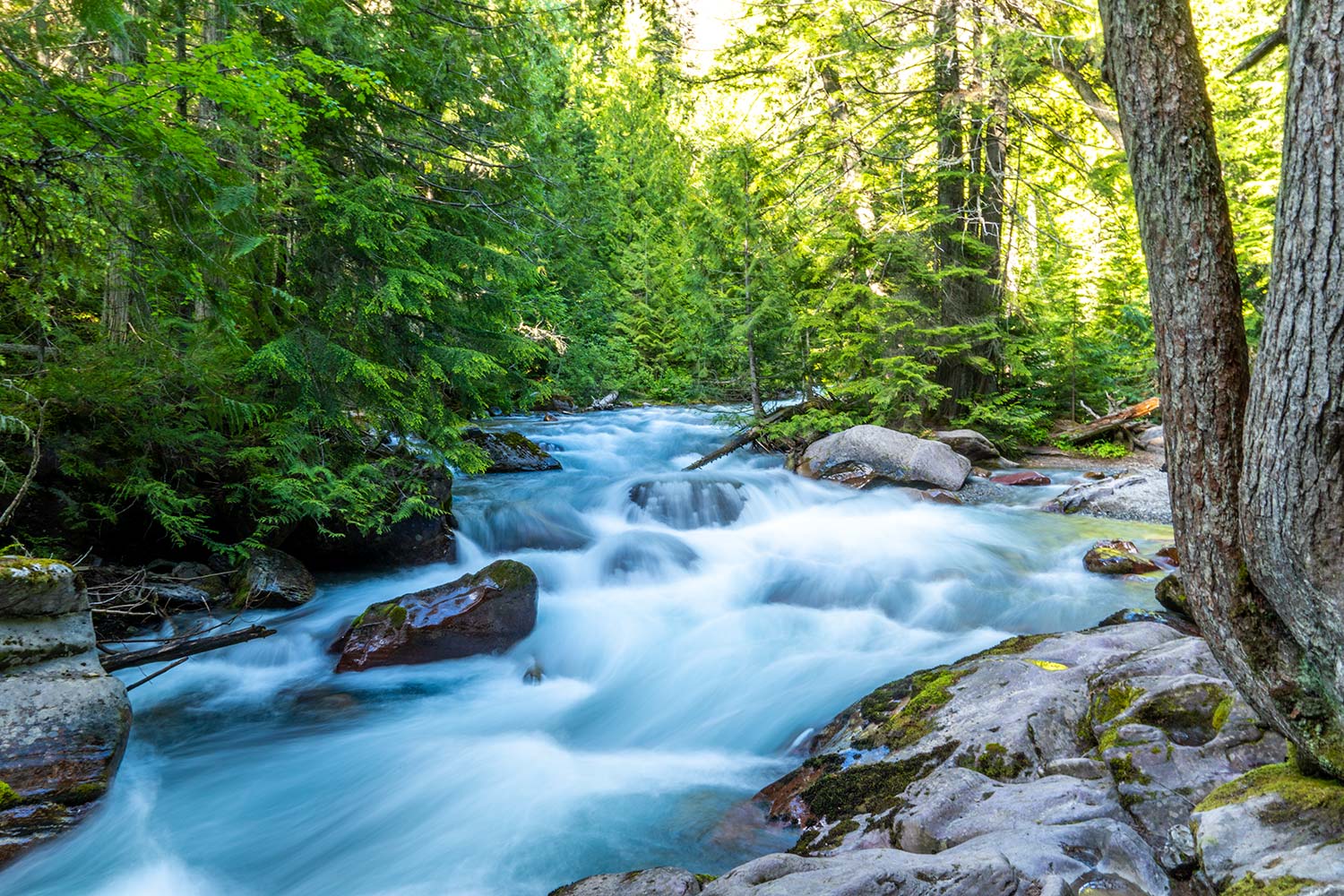 Avalanche Creek, Glacier National Park, Montana, United States