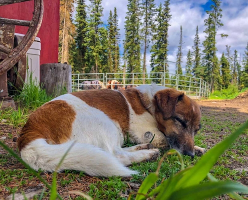 Cute Ass Sleeping Dog