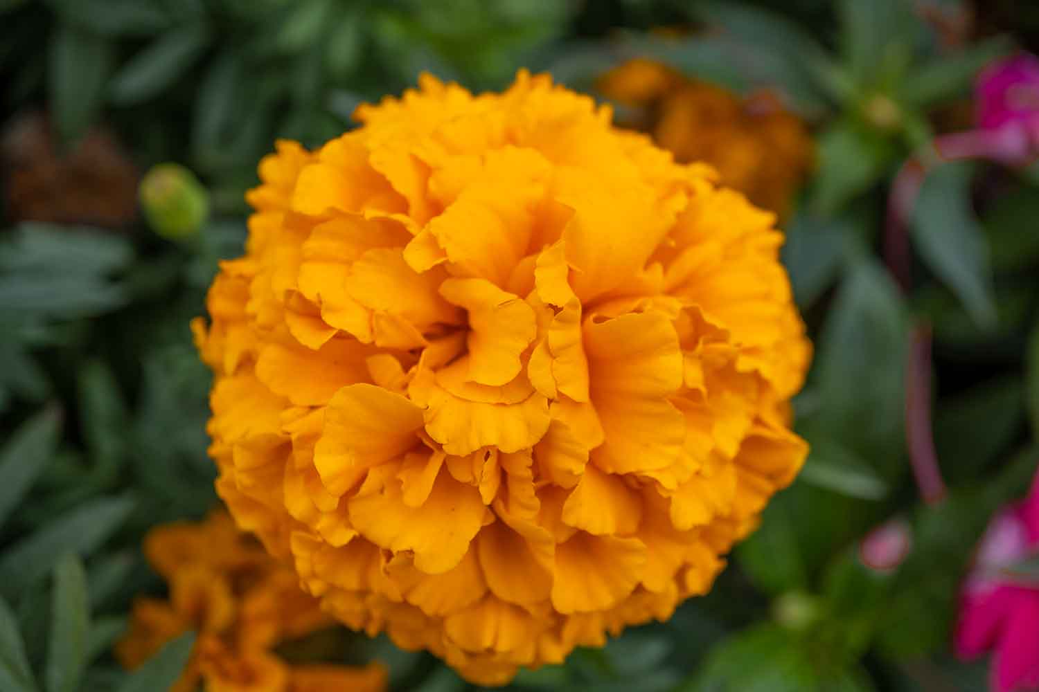 Orange Flower, Montreal Botanical Garden, Montreal, Canada