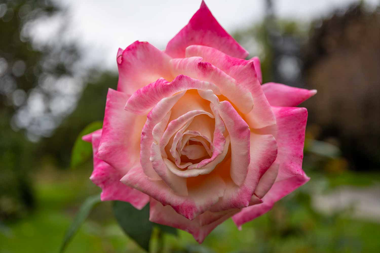 Pink Flower, Montreal Botanical Garden, Montreal, Canada