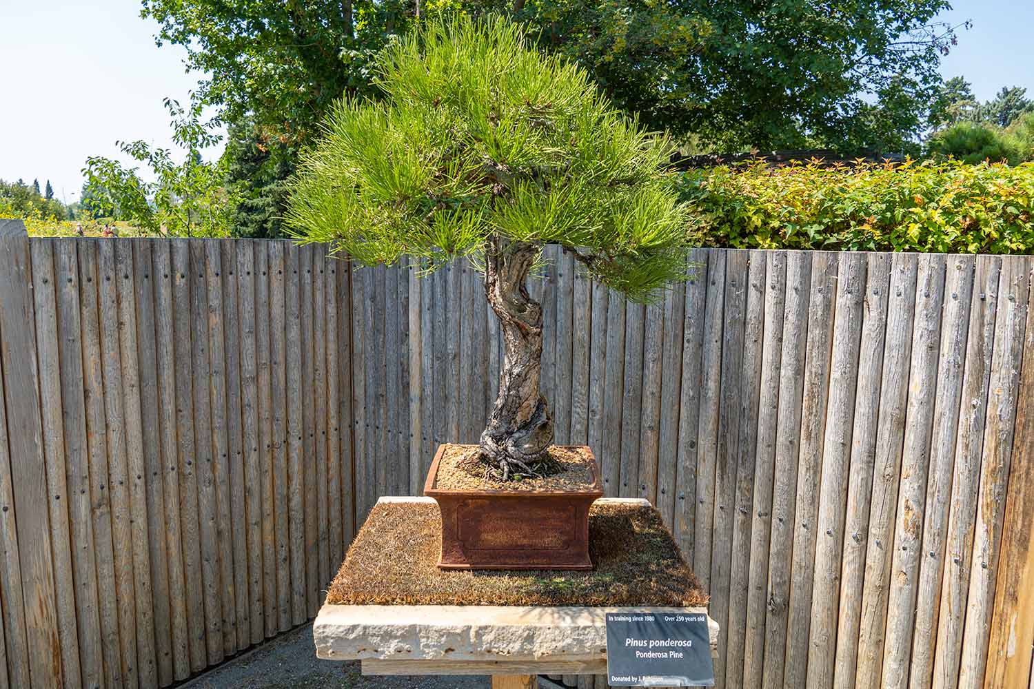 Ponderosa Pine, Bonsai Pavilion, Denver Botanic Gardens, Colorado, United States
