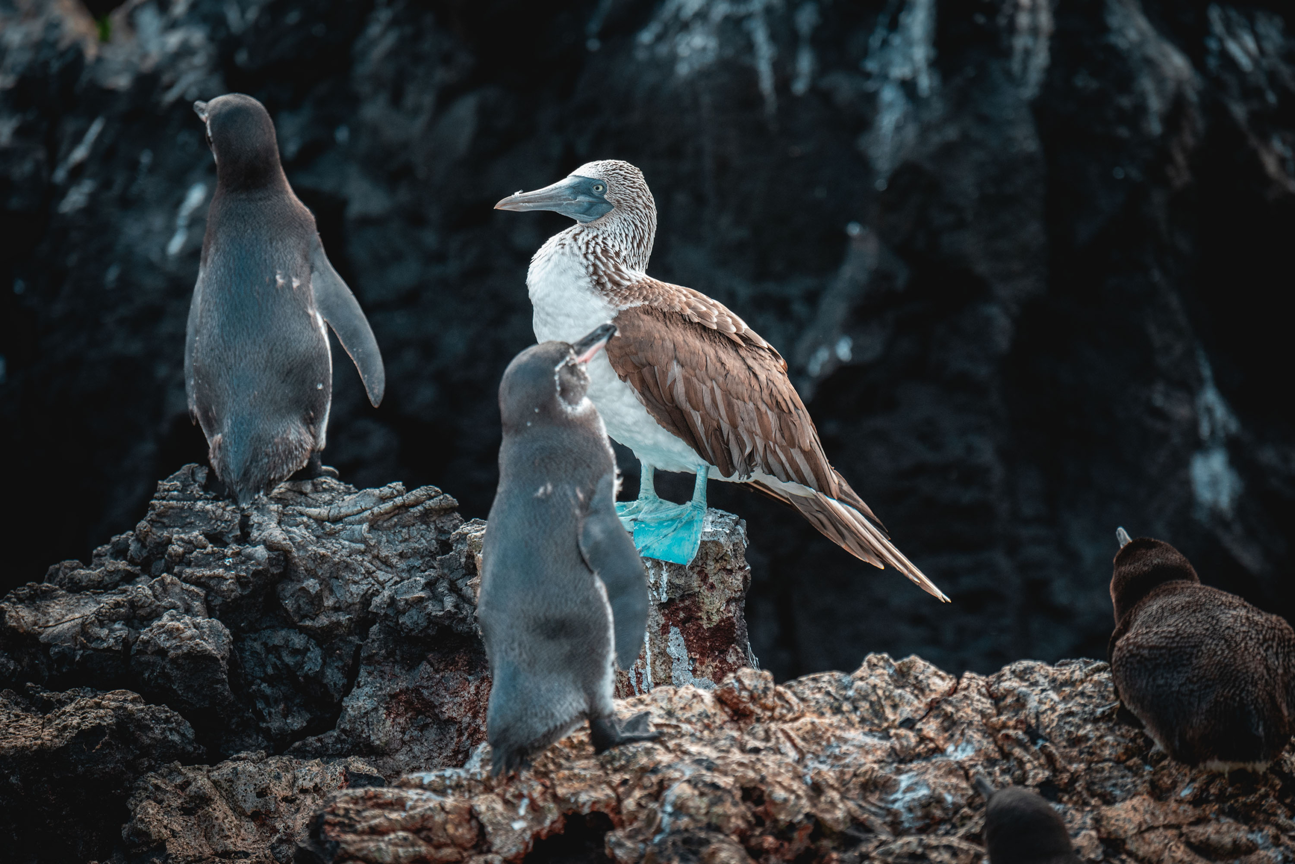 Booby and Penguins