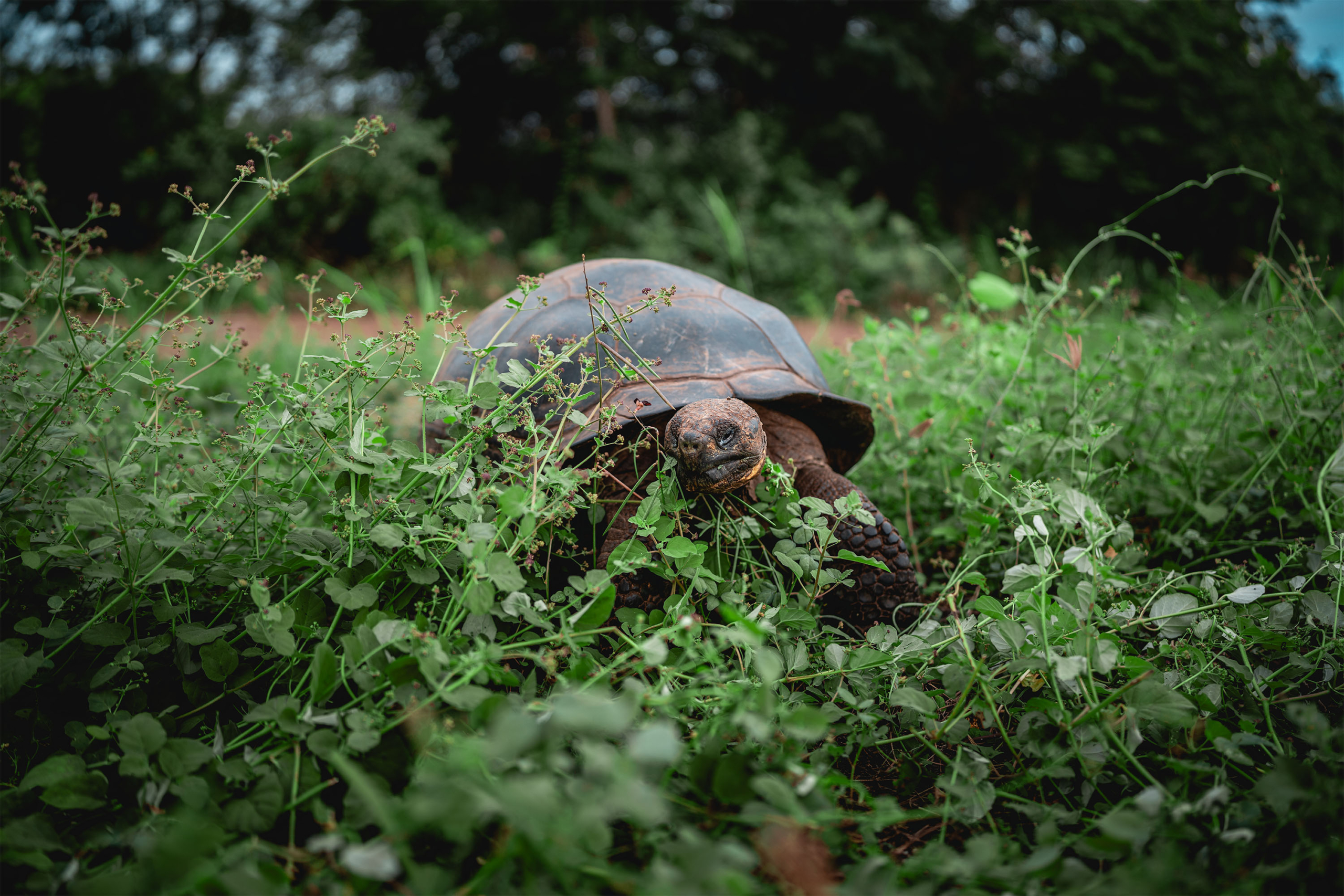 Galapagos Tortoise