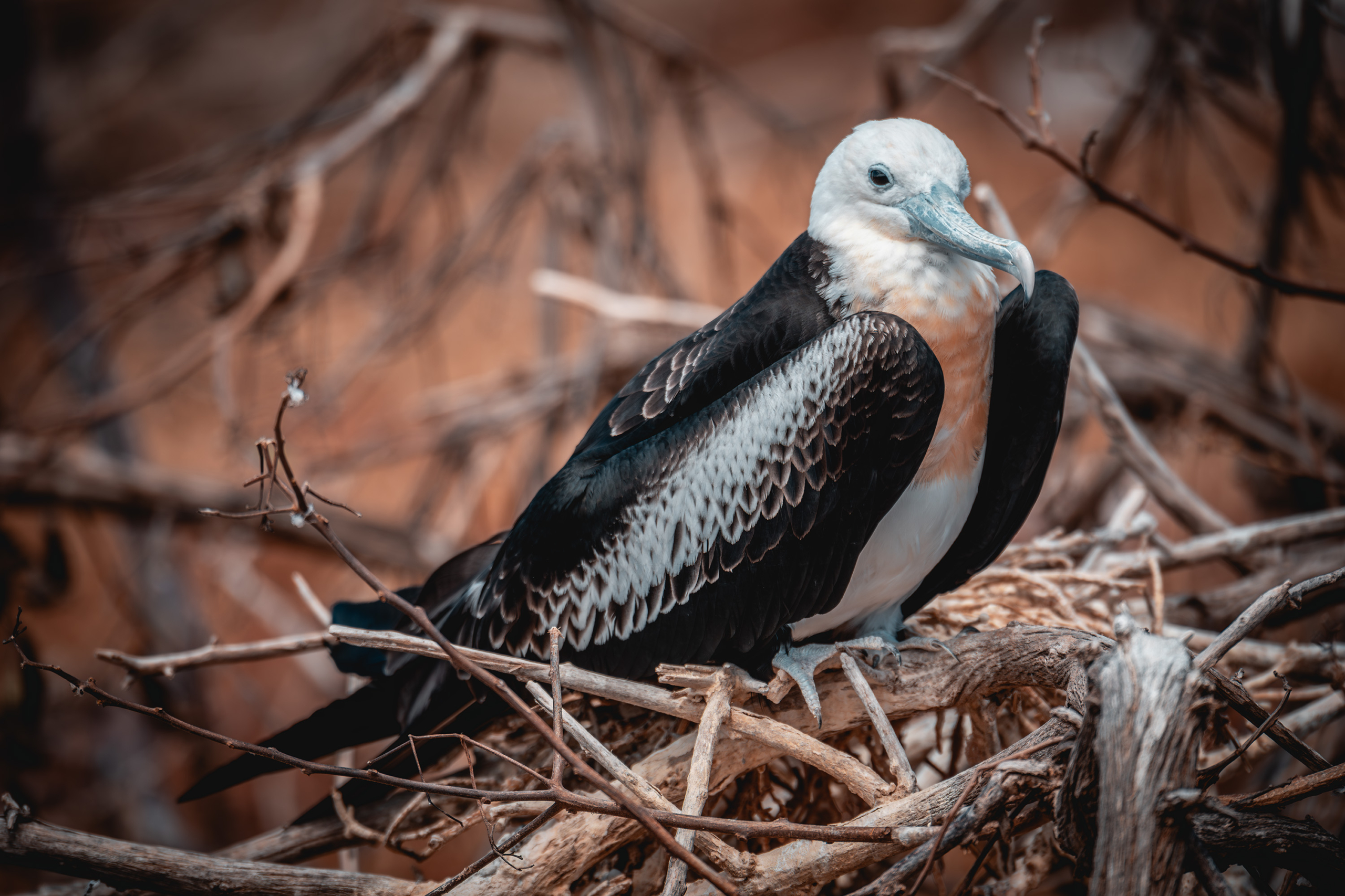 Magnificent Frigatebird (Female)