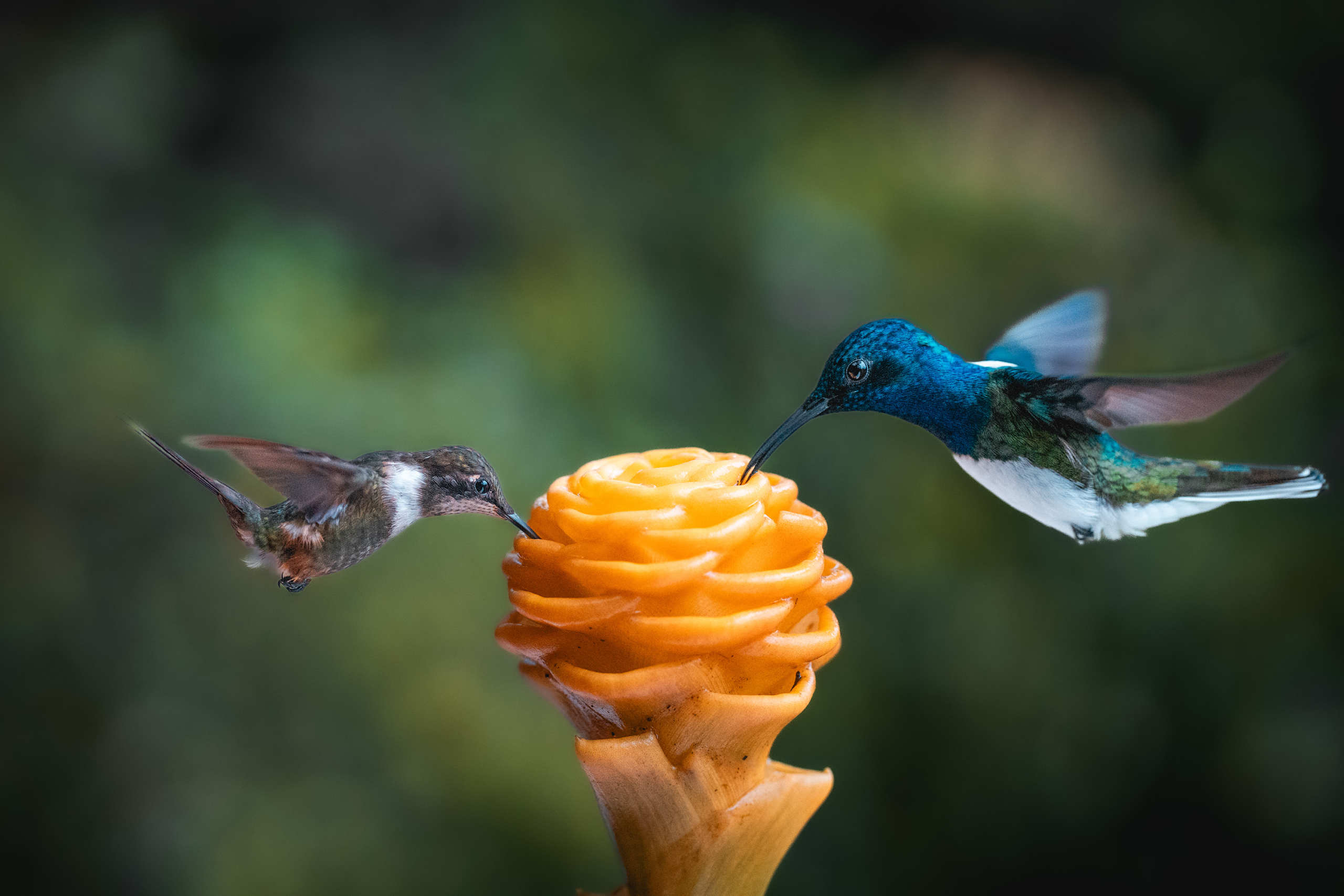 Two Hummingbirds